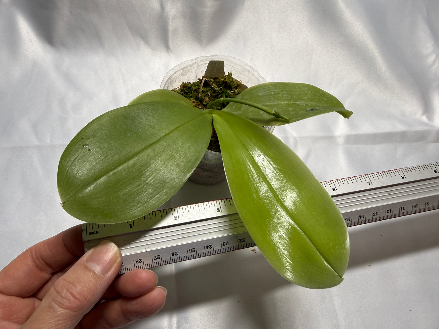 Phalaenopsis (Lioulin Blue Parrot X LL Blue Family) 1834