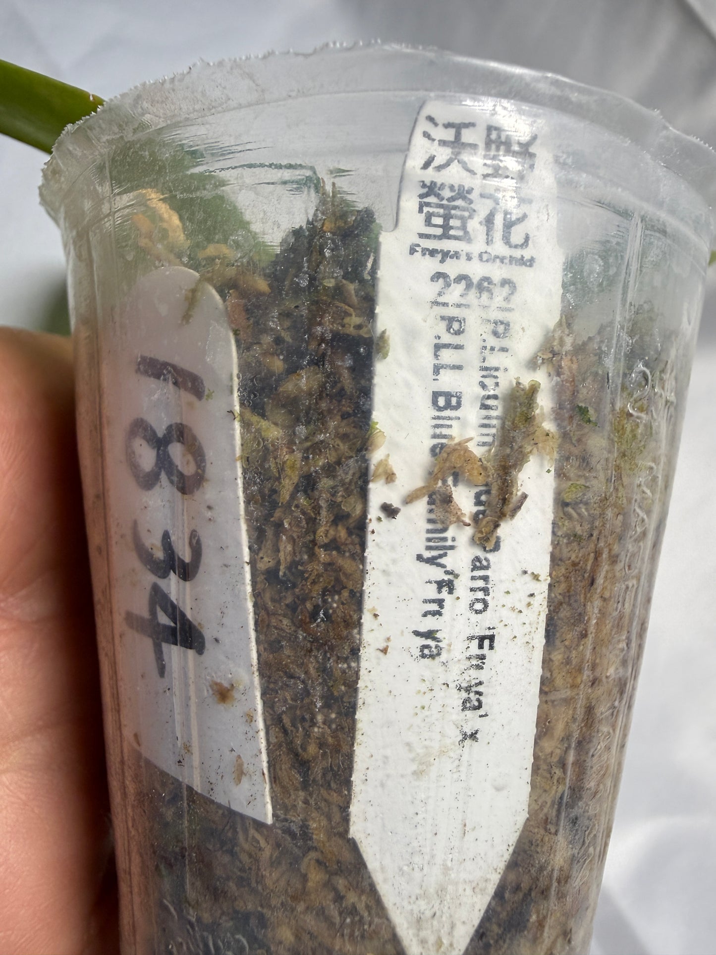 Phalaenopsis (Lioulin Blue Parrot X LL Blue Family) 1834