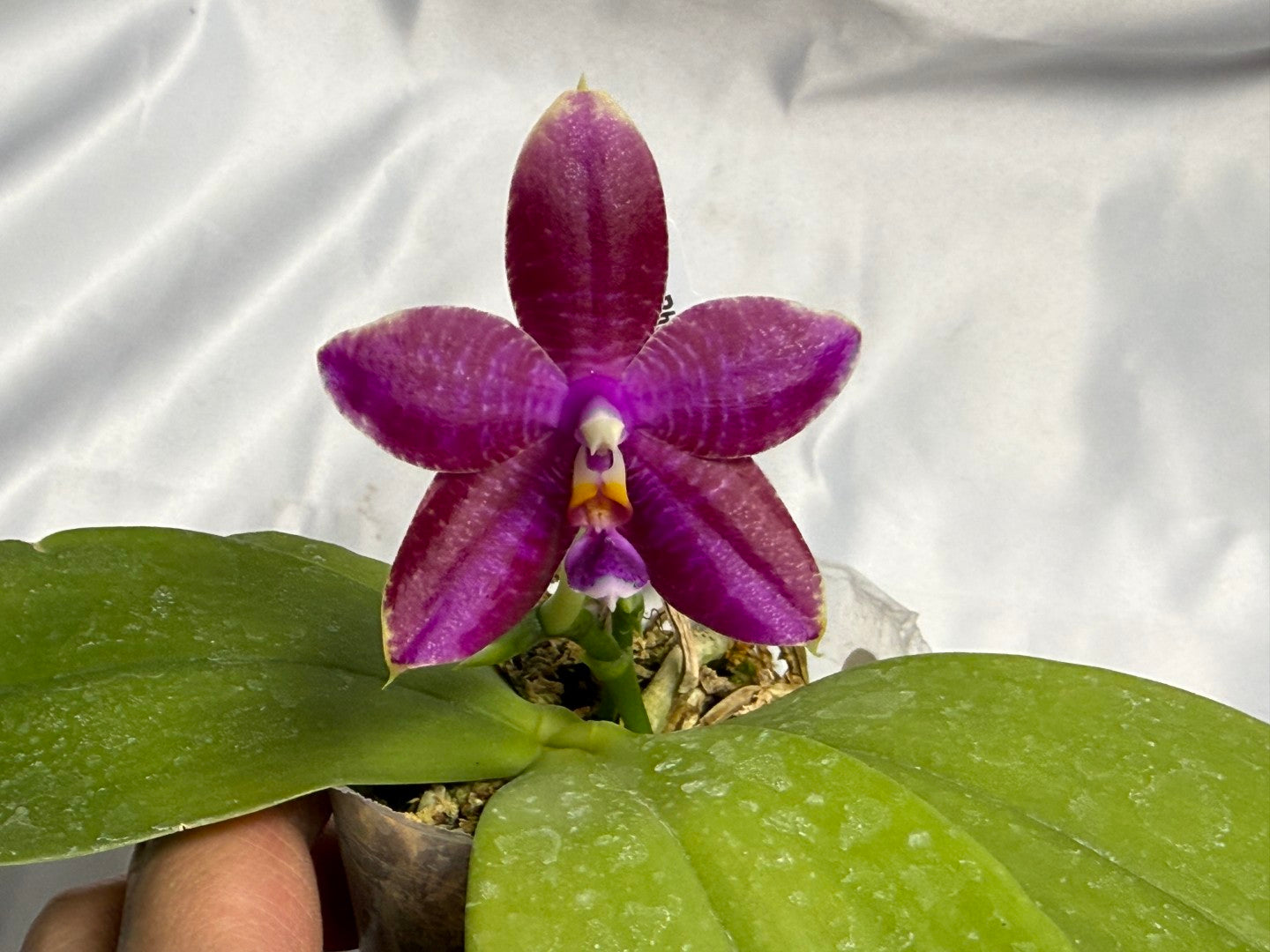 Phalaenopsis (Mituo Princess X Lioulin Blue Parrot 'Freya') 1954 Flowering