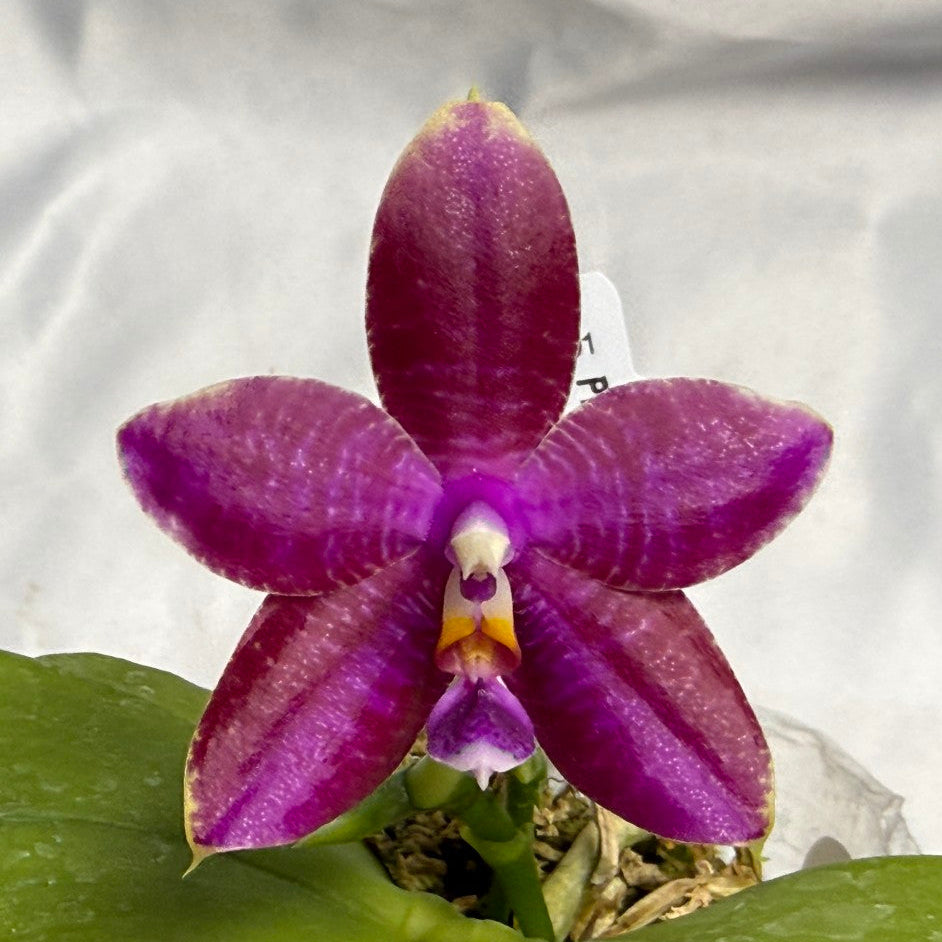 Phalaenopsis (Mituo Princess X Lioulin Blue Parrot 'Freya') 1954 Flowering