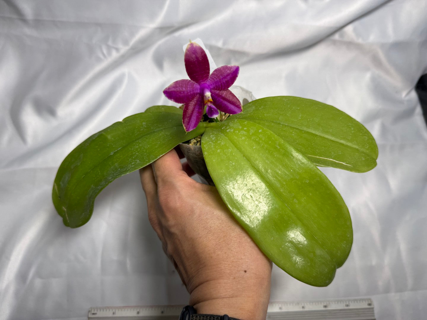 Phalaenopsis (Mituo Princess X Lioulin Blue Parrot 'Freya') 1954 Flowering