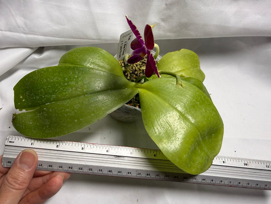 Phalaenopsis (Mituo Princess X Lioulin Blue Parrot 'Freya') 1957 Flowering Seed Grown