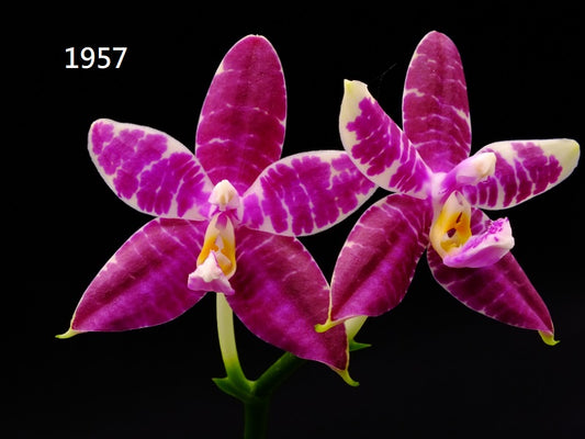 Phalaenopsis (Mituo Princess X Lioulin Blue Parrot 'Freya') 1957 Flowering Seed Grown