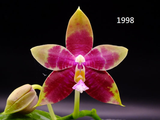 Phalaenopsis (Mituo Princess X Lioulin Blue Parrot 'Freya') 1998