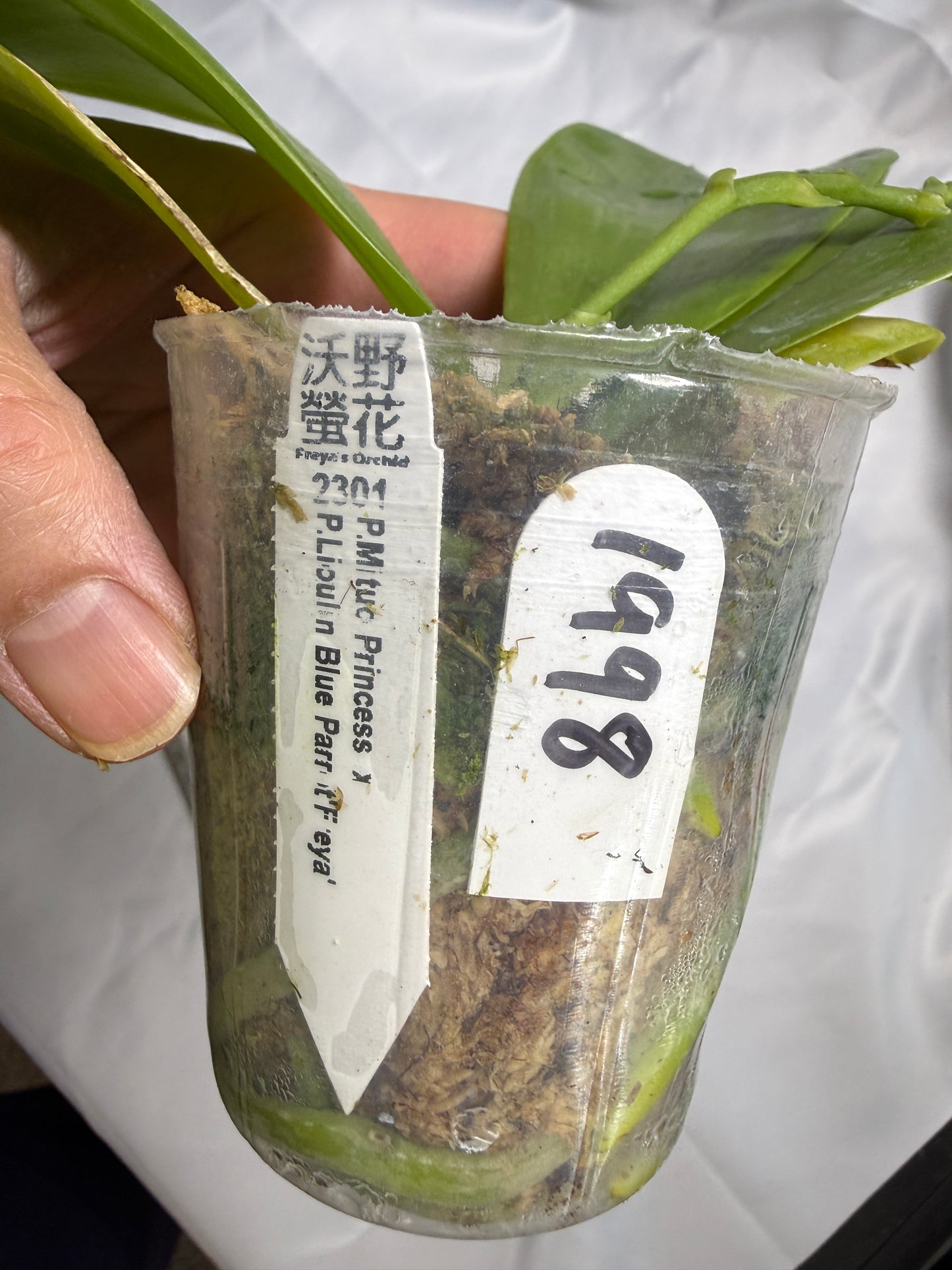 Phalaenopsis (Mituo Princess X Lioulin Blue Parrot 'Freya') 1998