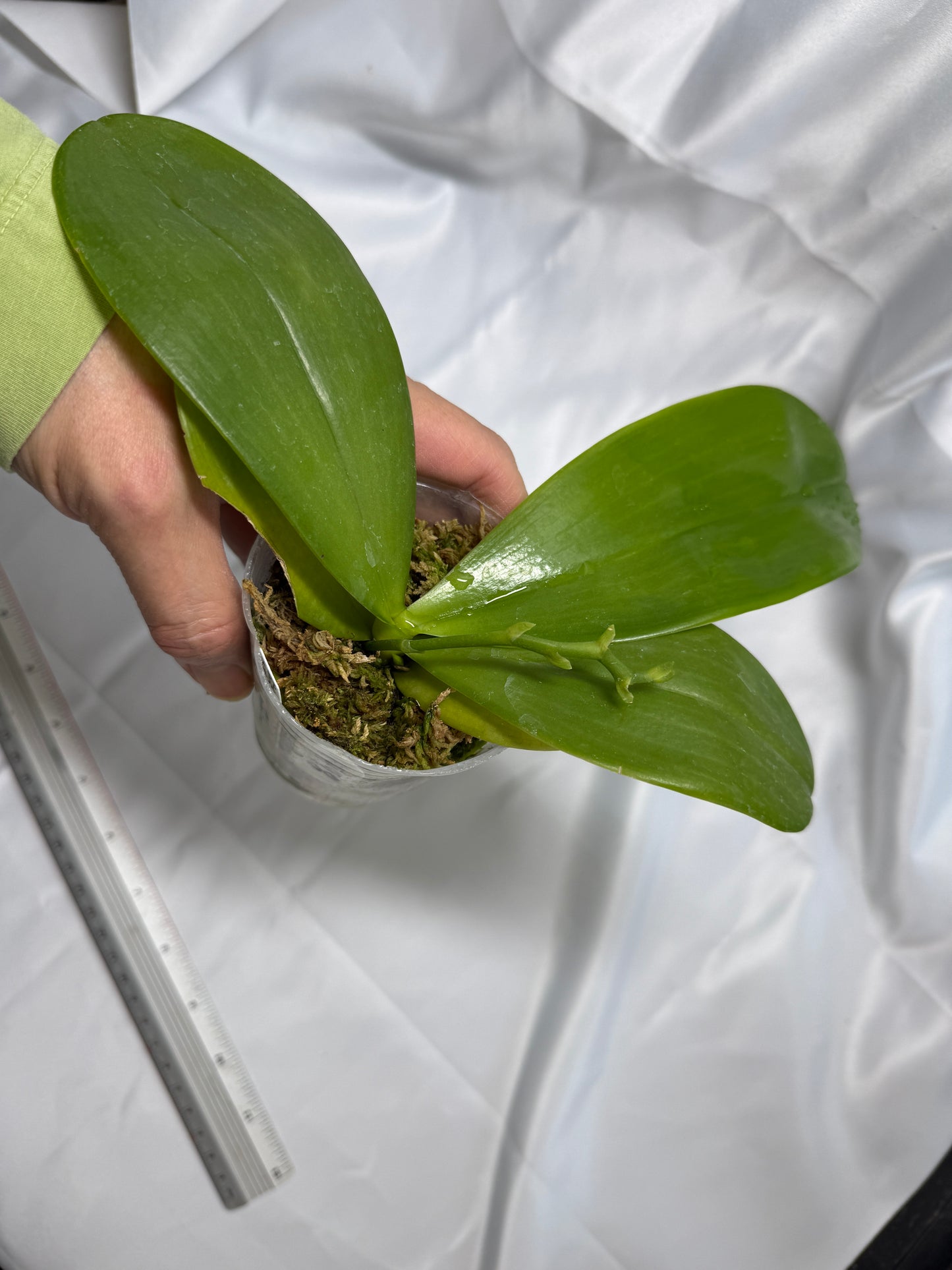 Phalaenopsis (Mituo Princess X Lioulin Blue Parrot 'Freya') 1998
