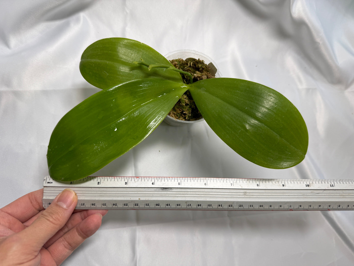 Phalaenopsis (Mituo Princess X Lioulin Blue Parrot 'Freya') 1998