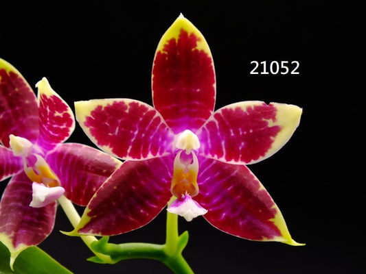 Phalaenopsis (Mituo Princess X Lioulin Blue Parrot 'Freya') 21052 Flowering Seed Grown 2 spikes