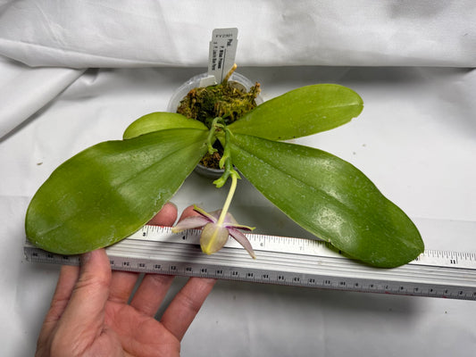 Phalaenopsis (Mituo Princess X Lioulin Blue Parrot 'Freya') 21052 Flowering Seed Grown 2 spikes