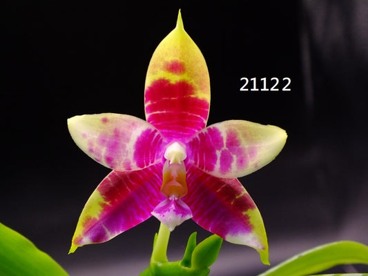 Phalaenopsis (Mituo Princess X Lioulin Blue Parrot 'Freya') 21122 Spiking
