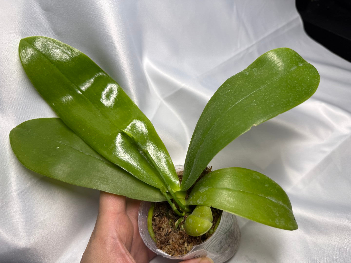 Phalaenopsis (Mituo Princess X Lioulin Blue Parrot 'Freya') 21122 Spiking