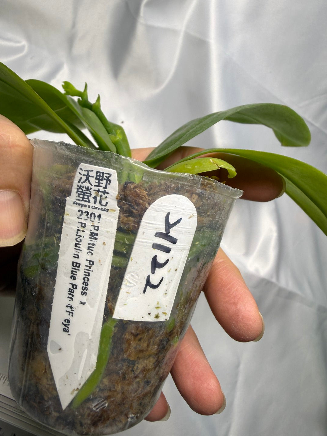 Phalaenopsis (Mituo Princess X Lioulin Blue Parrot 'Freya') 21122 Spiking