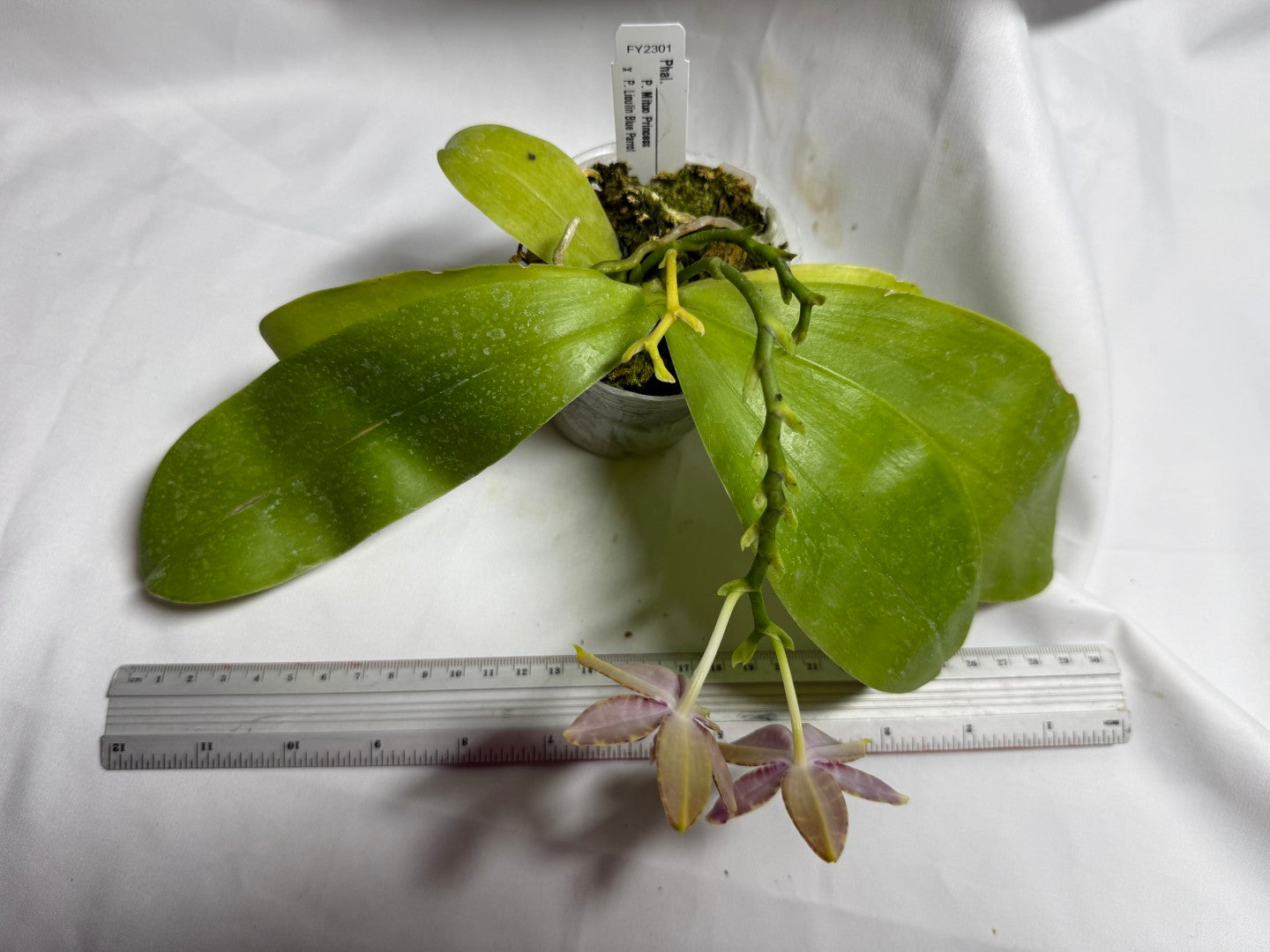 Phalaenopsis (Mituo Princess X Lioulin Blue Parrot) '21132' 260714 Flowering Seed Grown