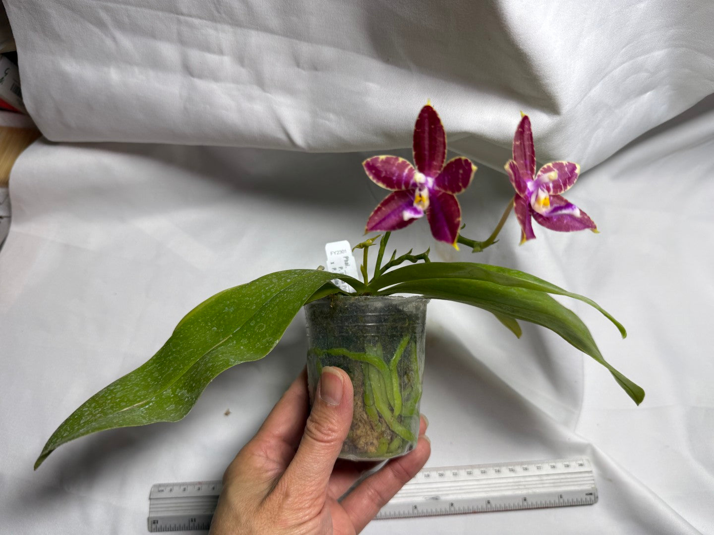 Phalaenopsis (Mituo Princess X Lioulin Blue Parrot) '21132' 260714 Flowering Seed Grown