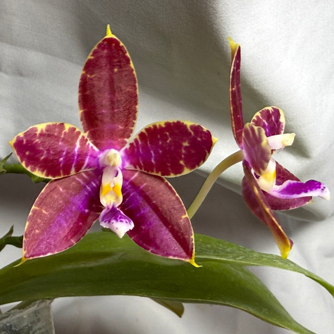 A close-up of a blooming orchid flower with deep purple to magenta petals, yellow edging, and a white-and-yellow center, with green leaves and another bud against a light fabric background.