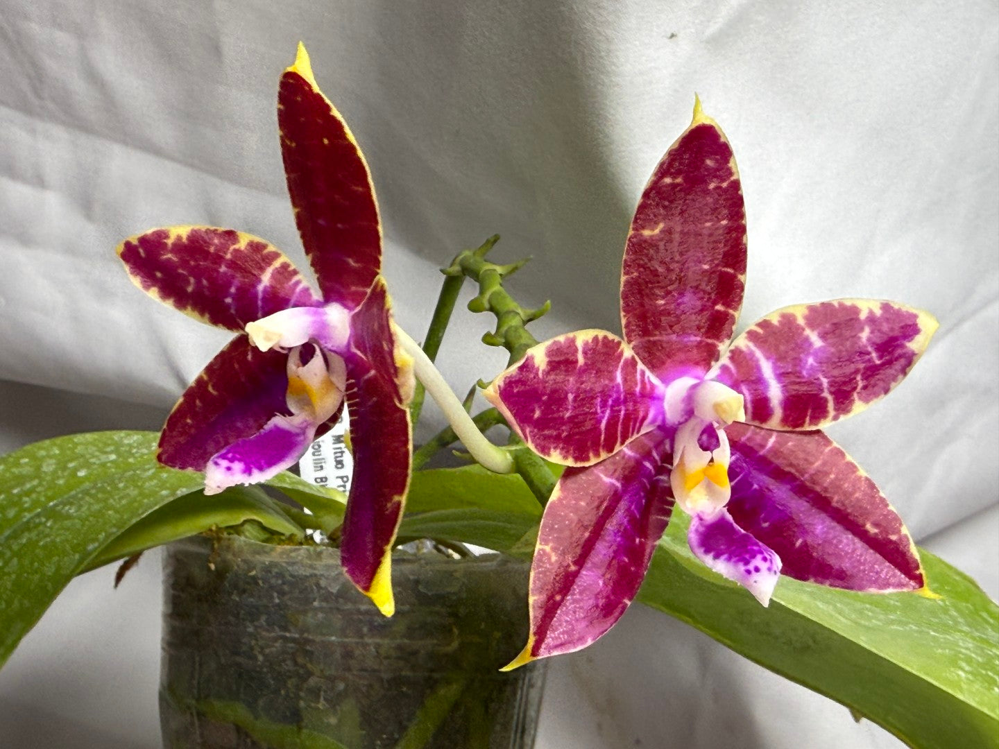 Phalaenopsis (Mituo Princess X Lioulin Blue Parrot) '21132' 260714 Flowering Seed Grown