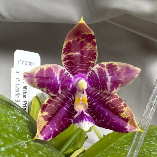 A close-up of a purple and yellow variegated orchid flower blooming from green leaves, with a white plant tag and clear plastic potting accessories visible against a light gray fabric background.