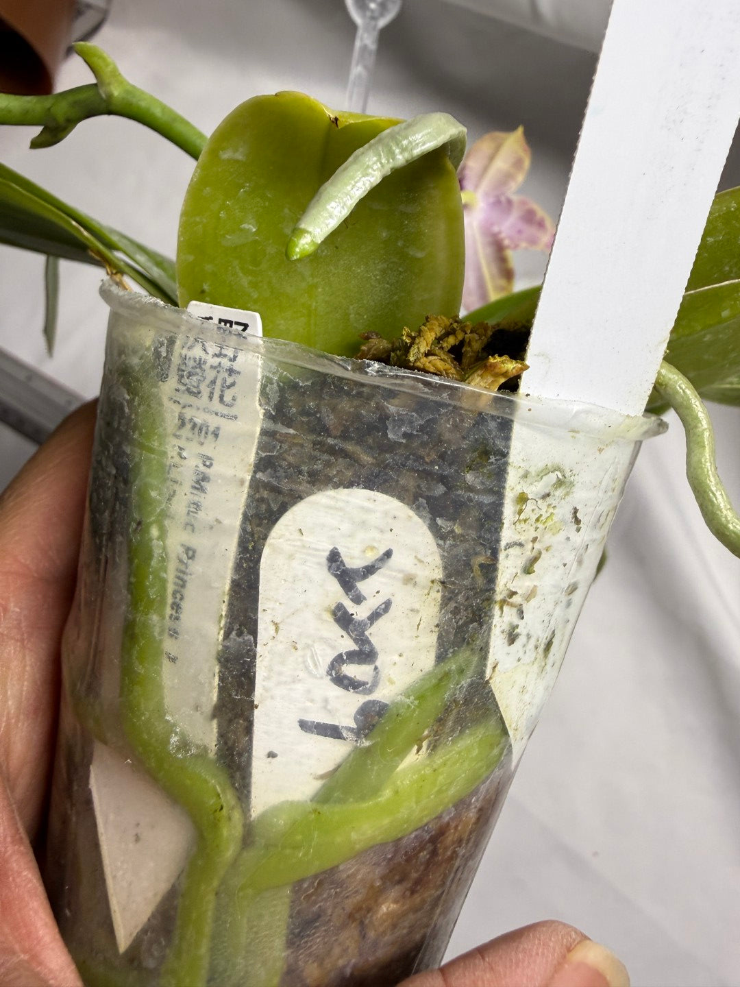 Phalaenopsis (Mituo Princess X Lioulin Blue Parrot) '2209' 260714 Flowering Seed Grown