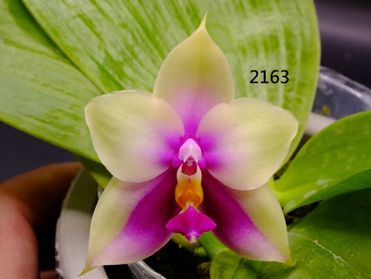 Phalaenopsis bellina 2163 Seed Grown