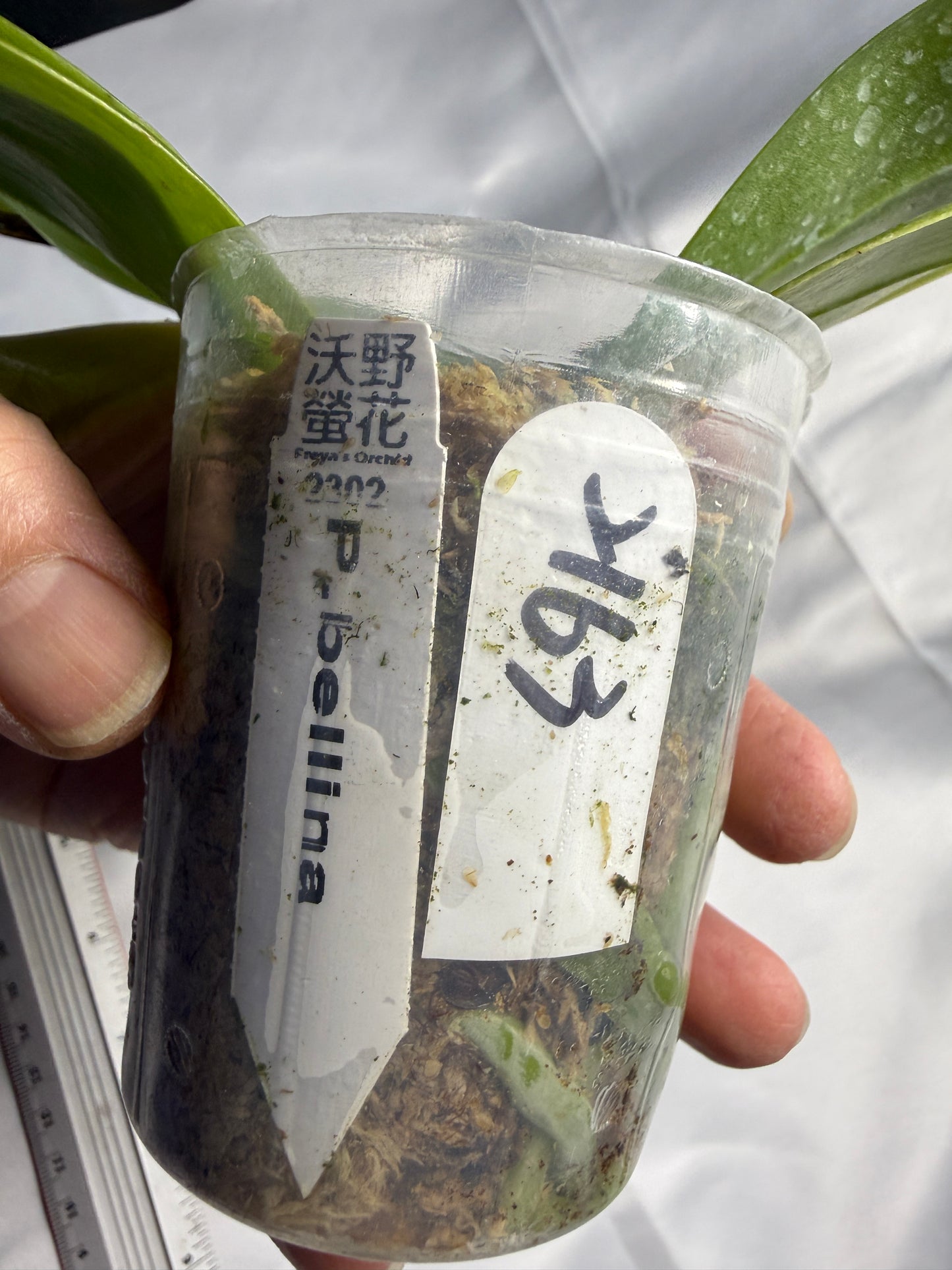 Phalaenopsis bellina 2163 Seed Grown