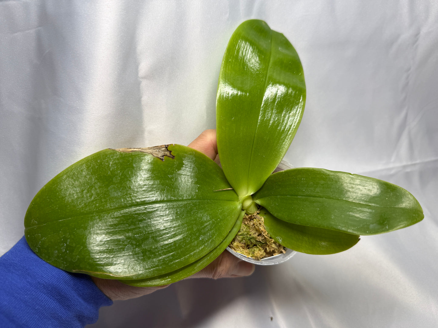 Phalaenopsis bellina 2163 Seed Grown