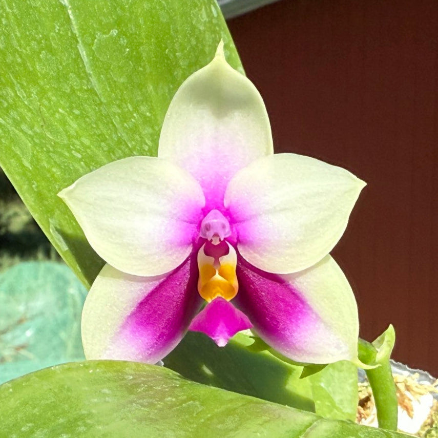 Phalaenopsis bellina 'Freya' x bellina 'Freya-02'