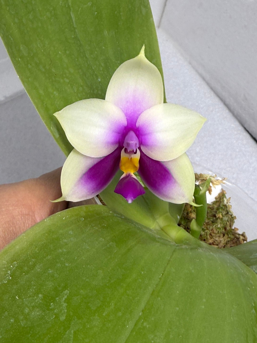 Phalaenopsis bellina 'Freya' x bellina 'Freya-02'
