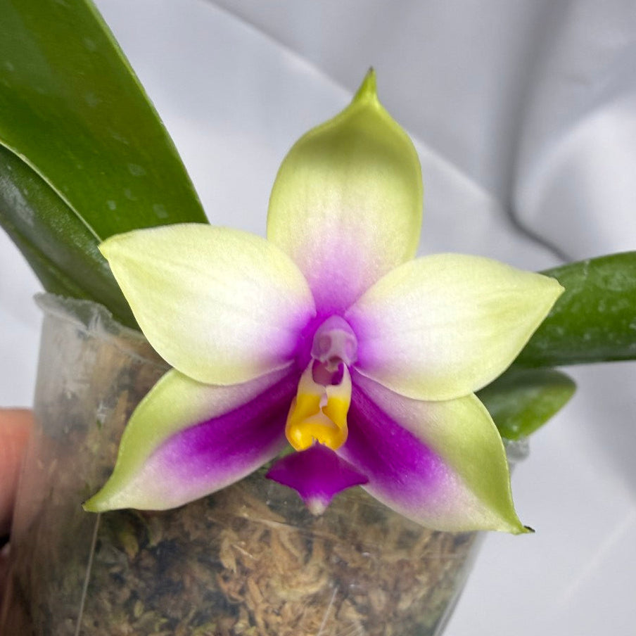 Phalaenopsis bellina 'Freya' x bellina 'Freya-02'