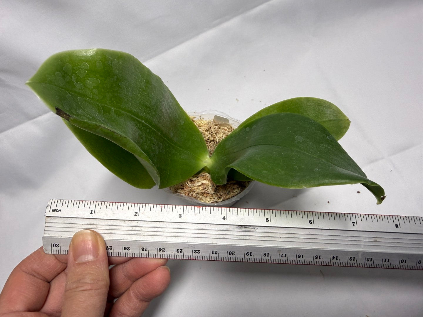 Phalaenopsis bellina 'Freya' x bellina 'Freya-02'