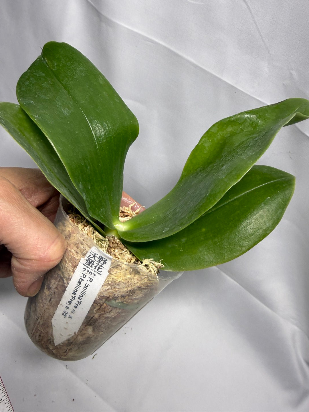 Phalaenopsis bellina 'Freya' x bellina 'Freya-02'