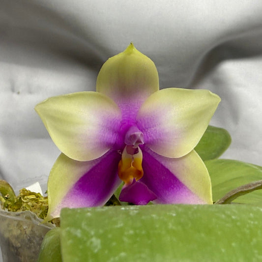 Phalaenopsis bellina 260714 Flowering Seed Grown