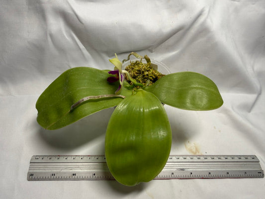Phalaenopsis bellina 260714 Flowering Seed Grown