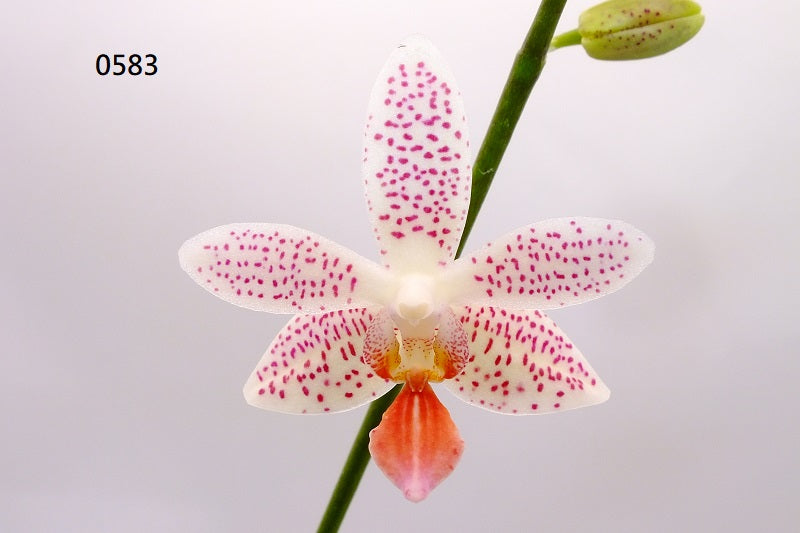 Phalaenopsis Freya's Miss Lily 0583