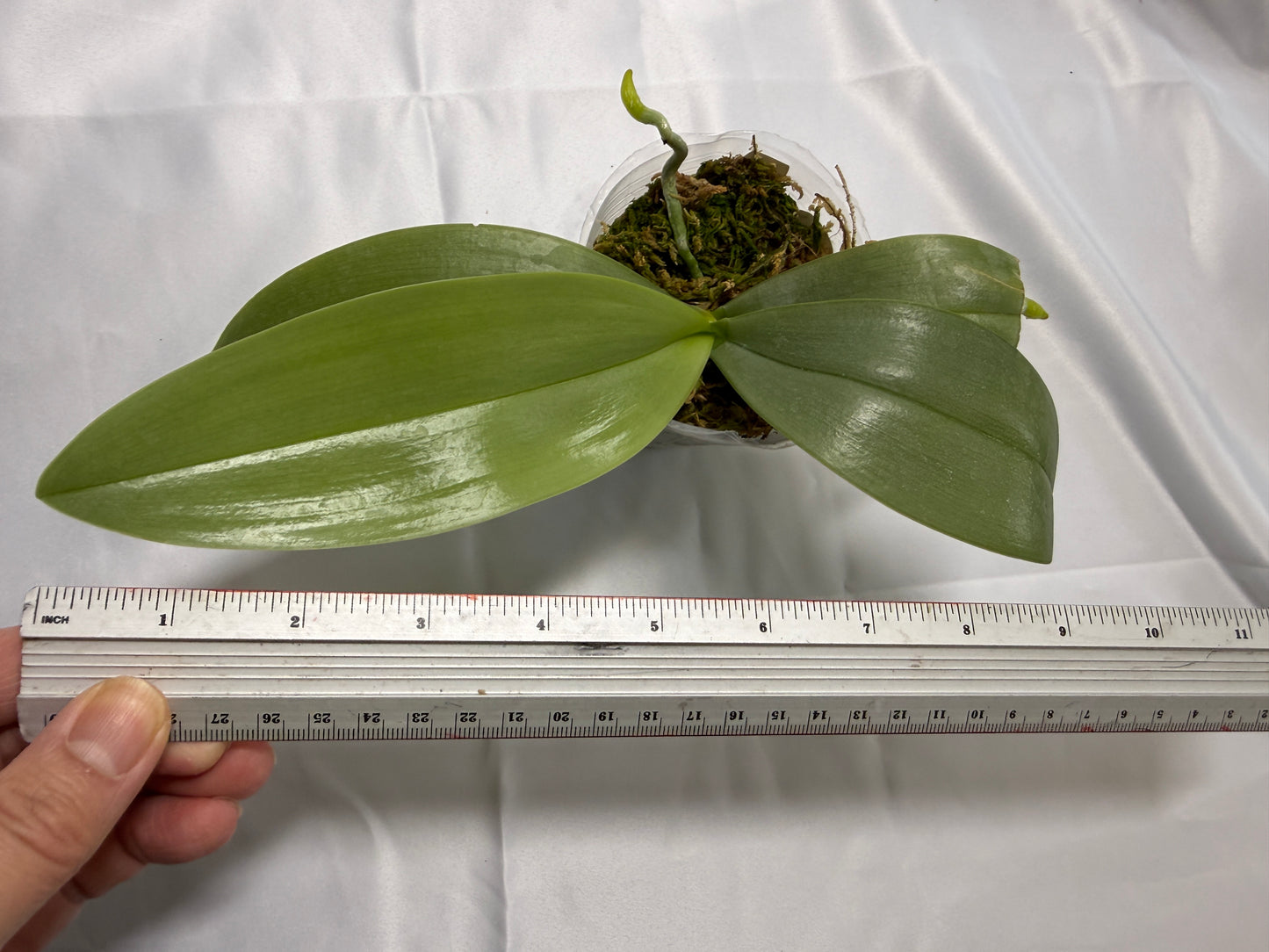 Phalaenopsis Freya's Miss Lily 0583