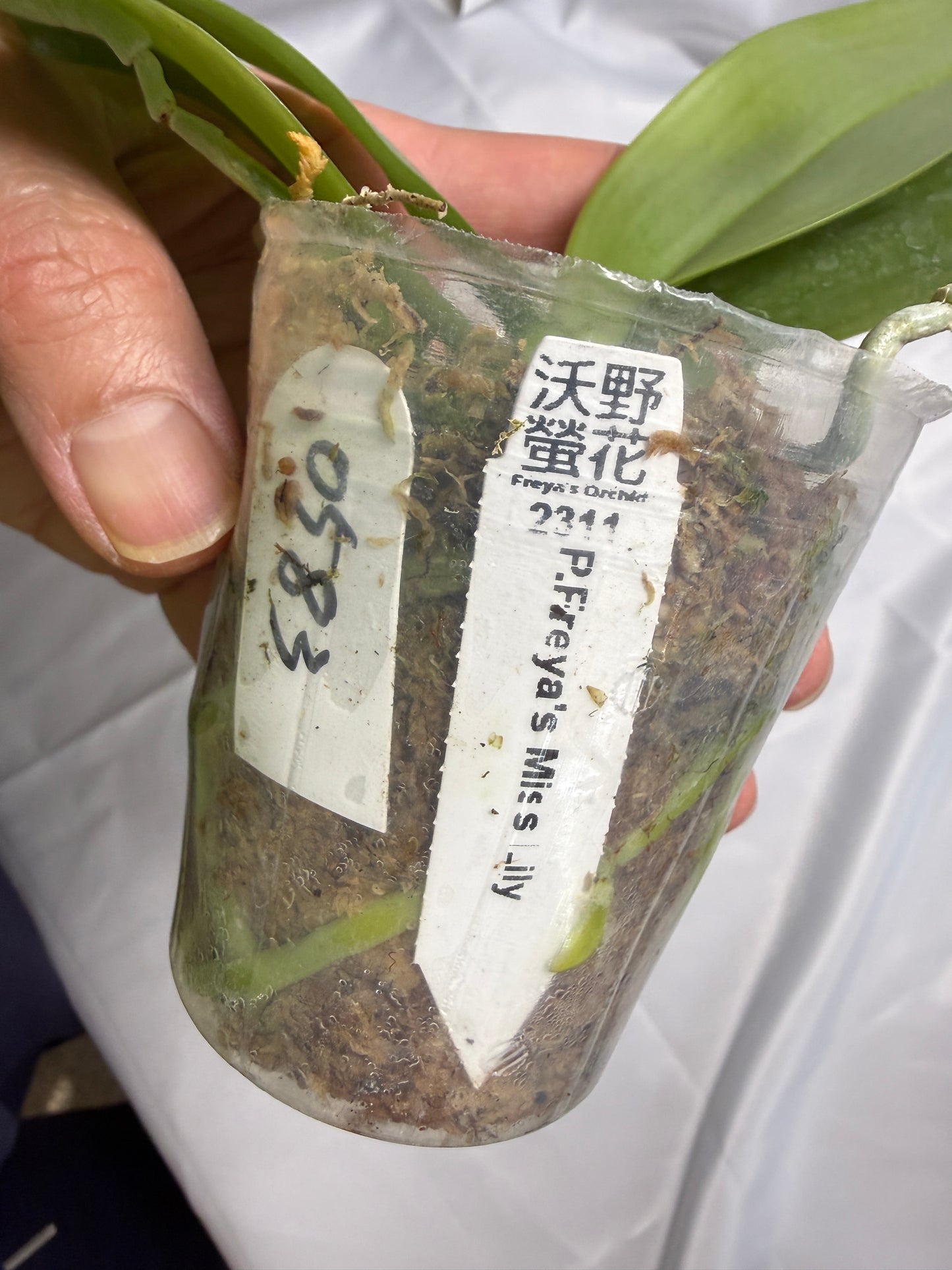 Phalaenopsis Freya's Miss Lily 0583