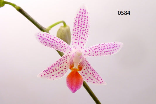 Phalaenopsis Freya's Miss Lily 0584