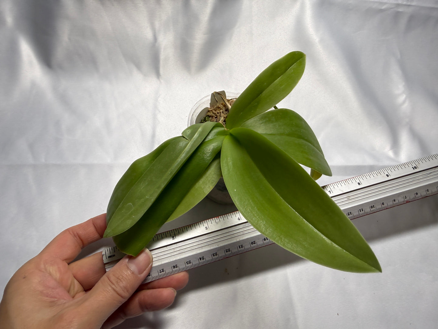 Phalaenopsis Freya's Miss Lily 0584