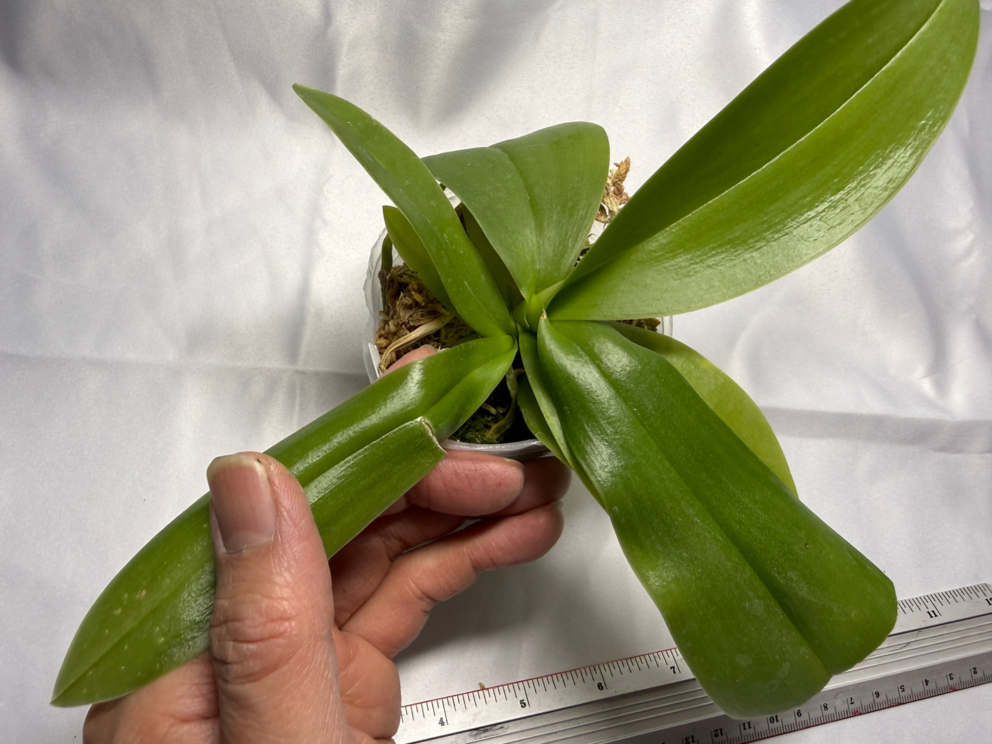 Phalaenopsis Freya's Miss Lily 0584