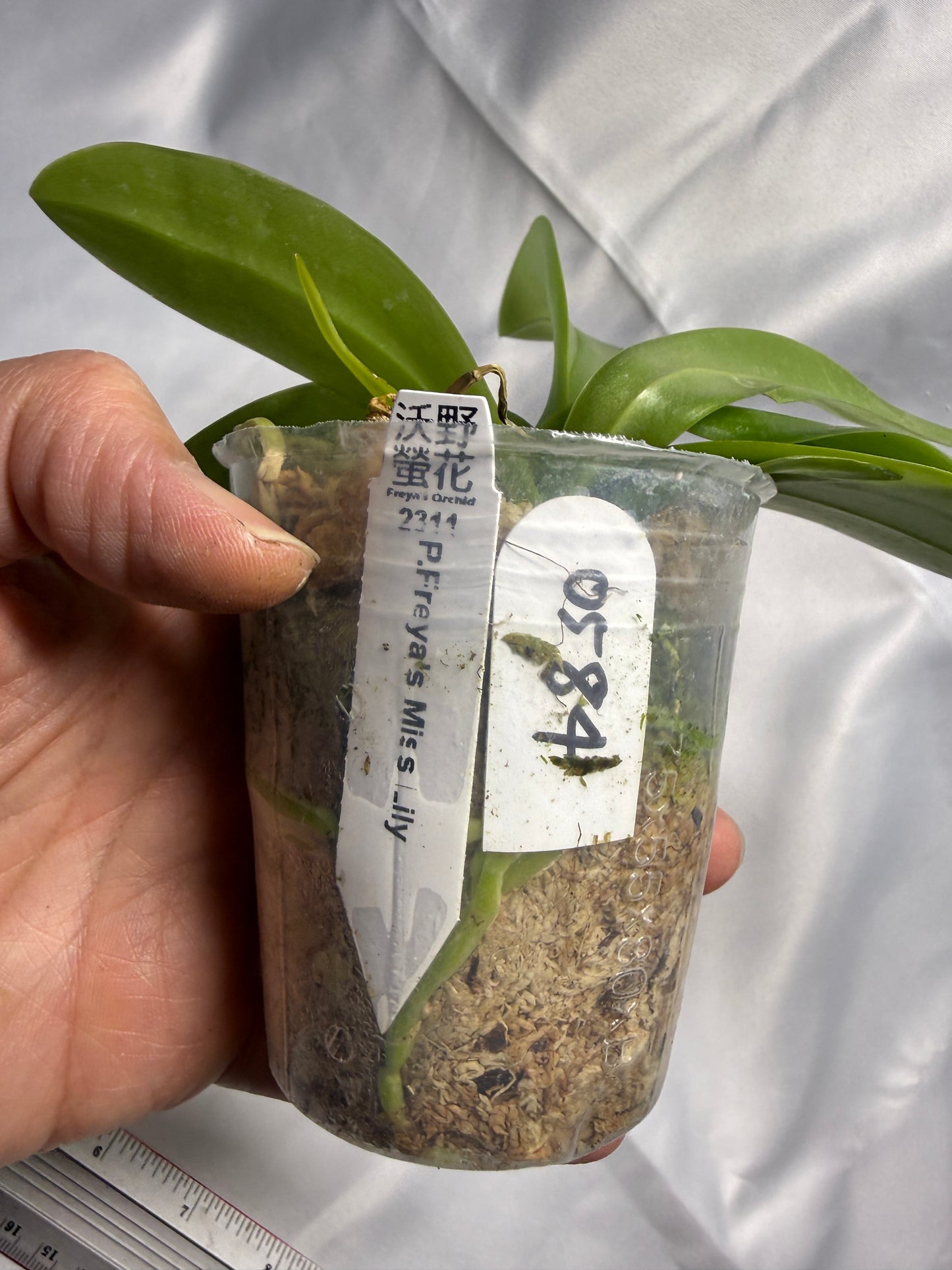 Phalaenopsis Freya's Miss Lily 0584