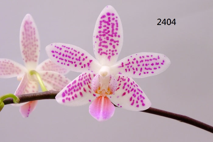 Phalaenopsis Freya's Miss Lily 260811 Spiking
