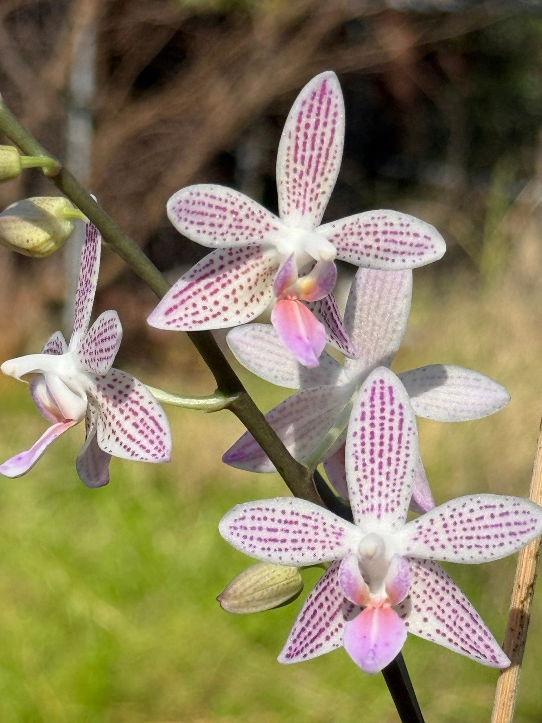 Phalaenopsis Freya's Miss Lily 260811 Spiking