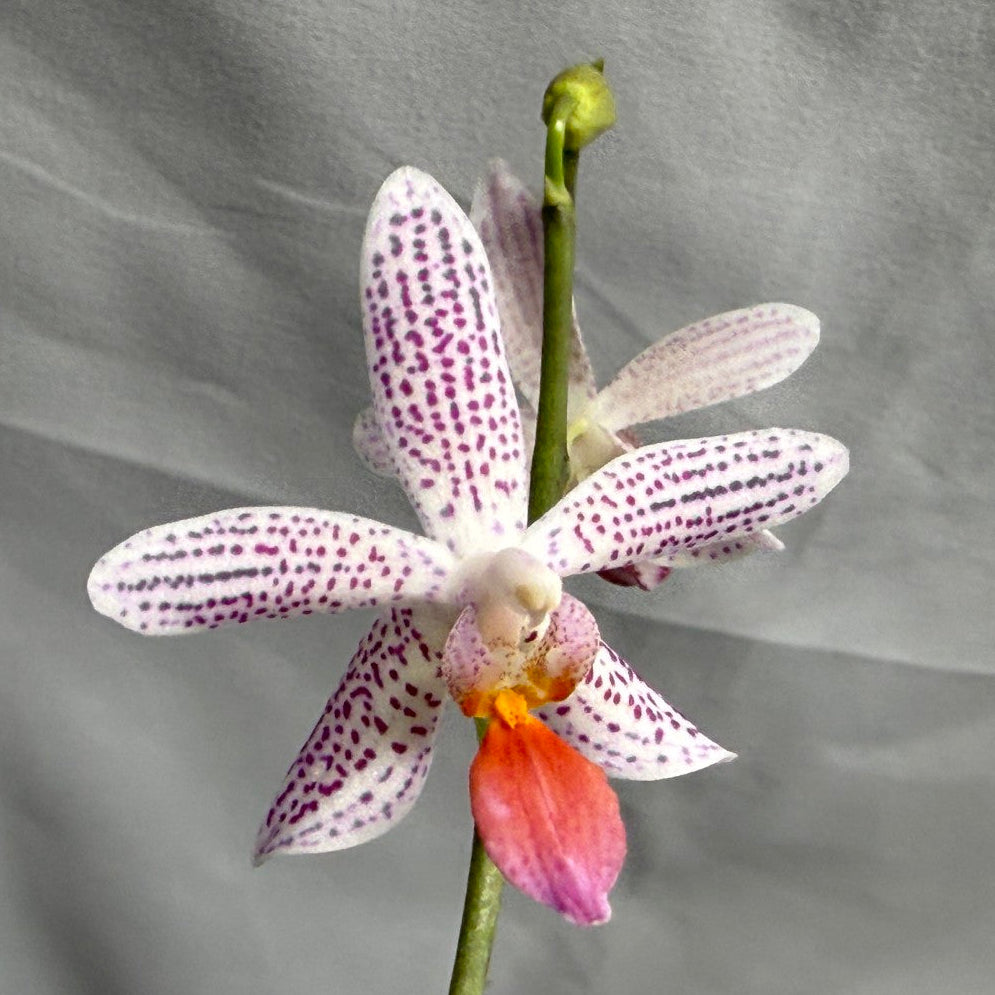 Phalaenopsis Freya's Miss Lily 260626 Flowering