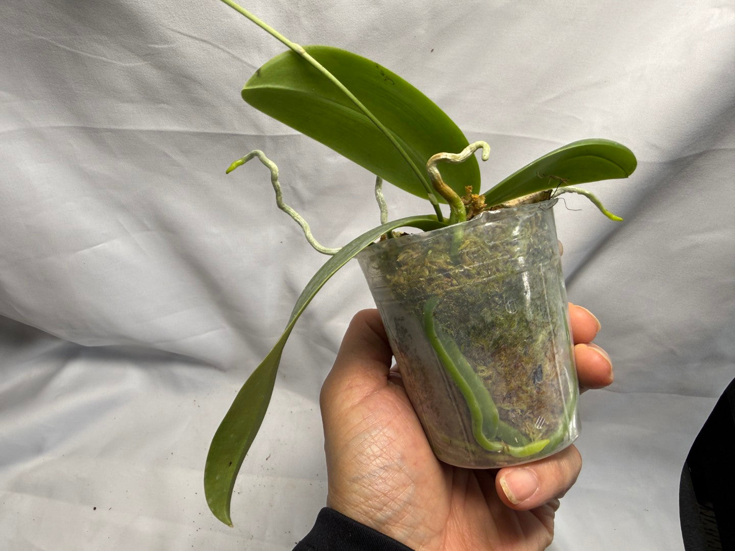 Phalaenopsis Freya's Miss Lily 260626 Flowering