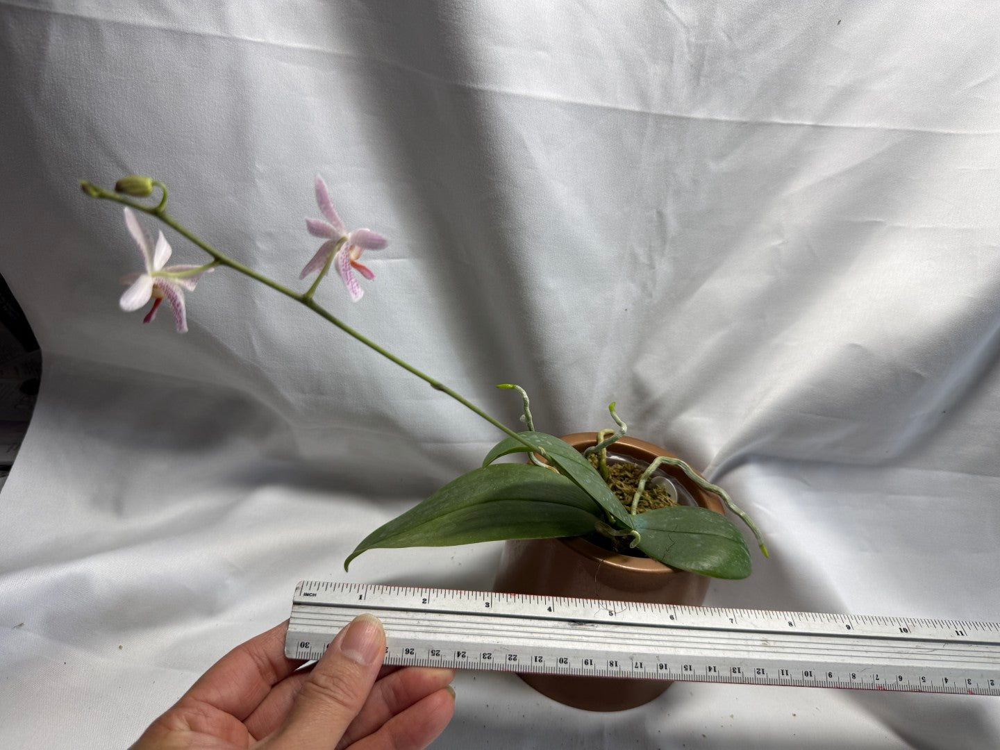 Phalaenopsis Freya's Miss Lily 260626 Flowering