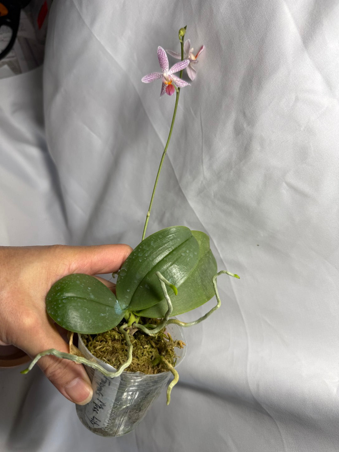 Phalaenopsis Freya's Miss Lily 260626 Flowering