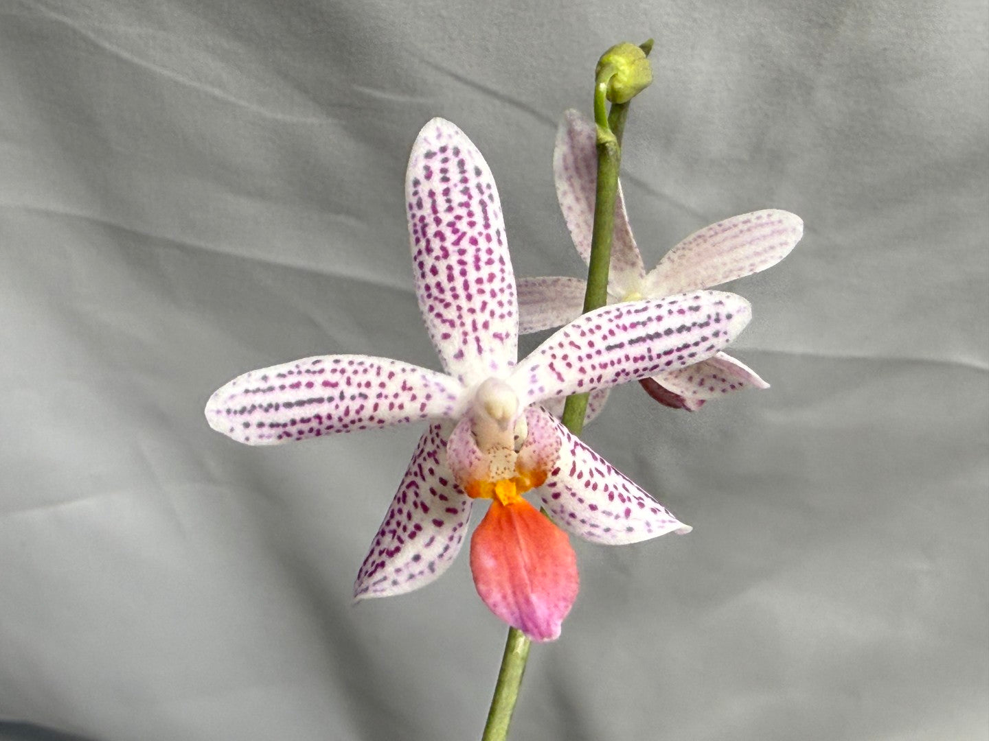 Phalaenopsis Freya's Miss Lily 260626 Flowering