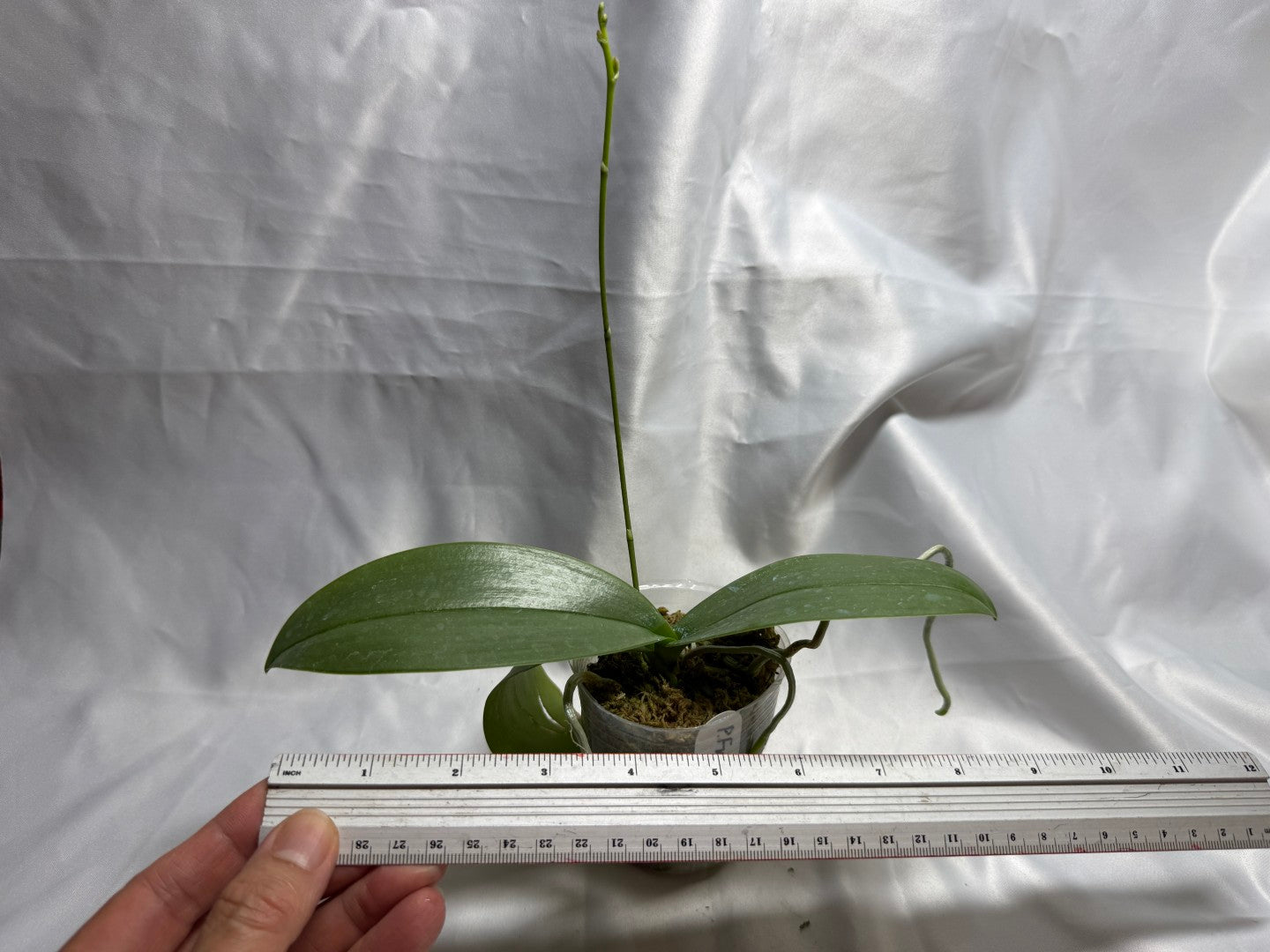 Phalaenopsis Freya's Miss Lily 260811 Spiking
