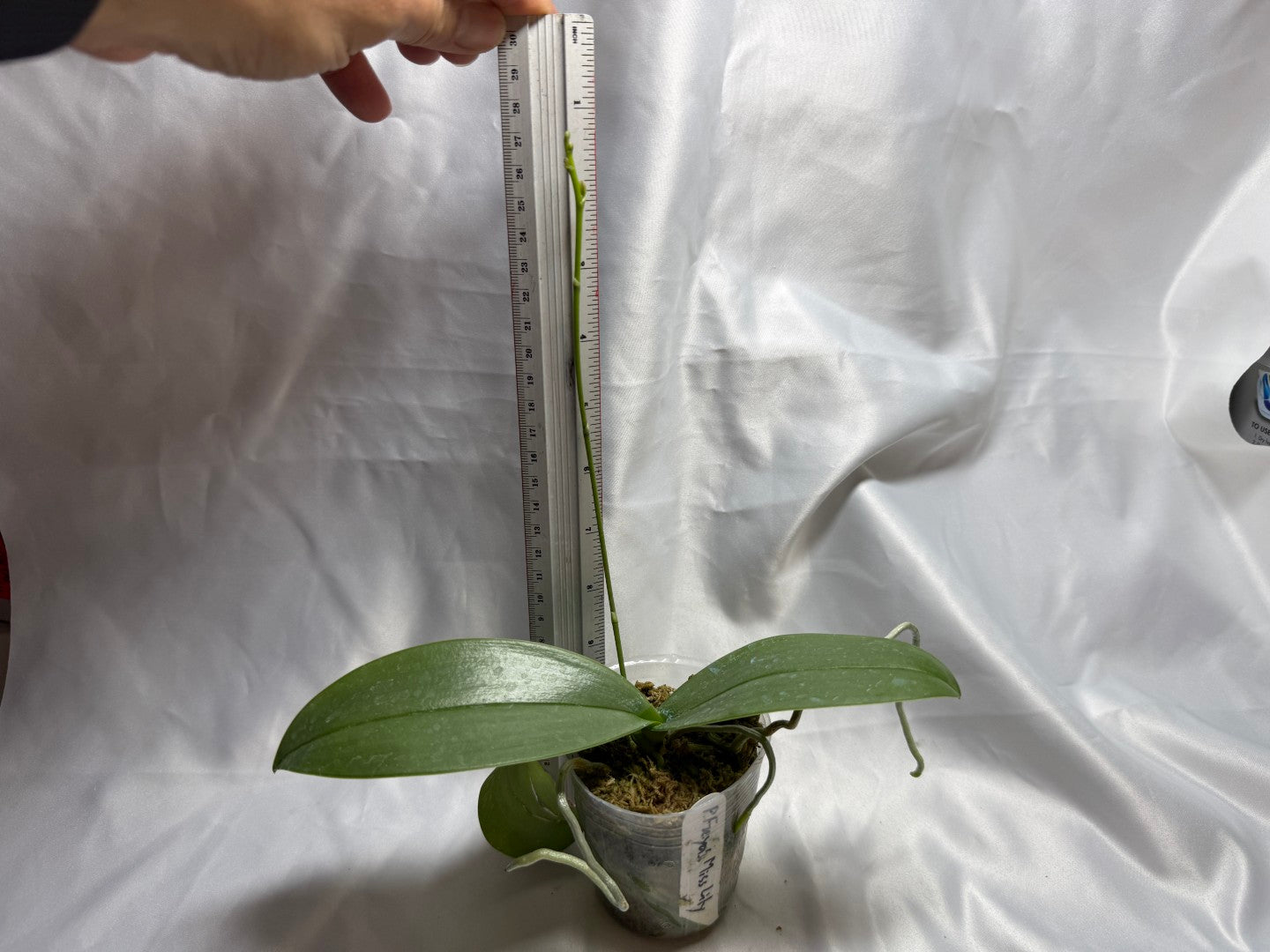 Phalaenopsis Freya's Miss Lily 260811 Spiking