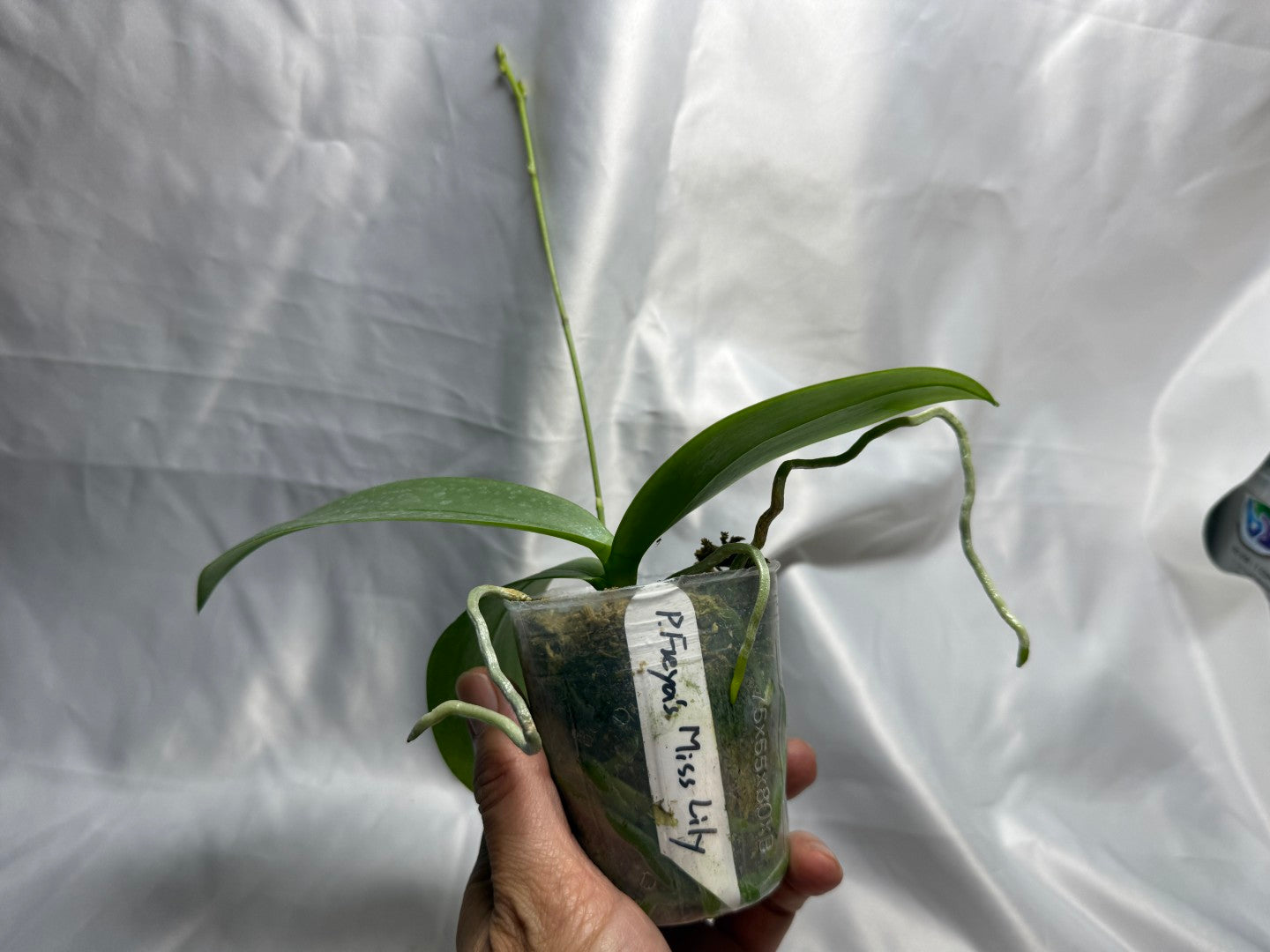 Phalaenopsis Freya's Miss Lily 260811 Spiking