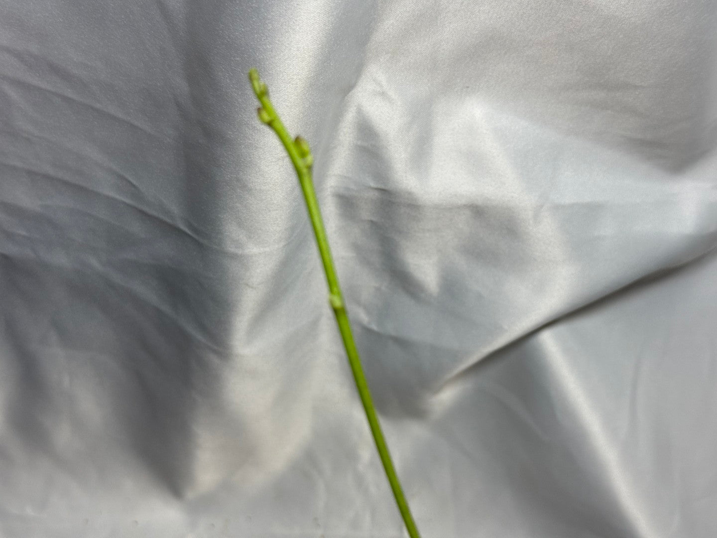 Phalaenopsis Freya's Miss Lily 260811 Spiking